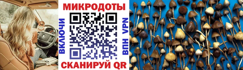 KRAKEN ONION  Кузнецк  Псилоцибиновые грибы Cubensis 